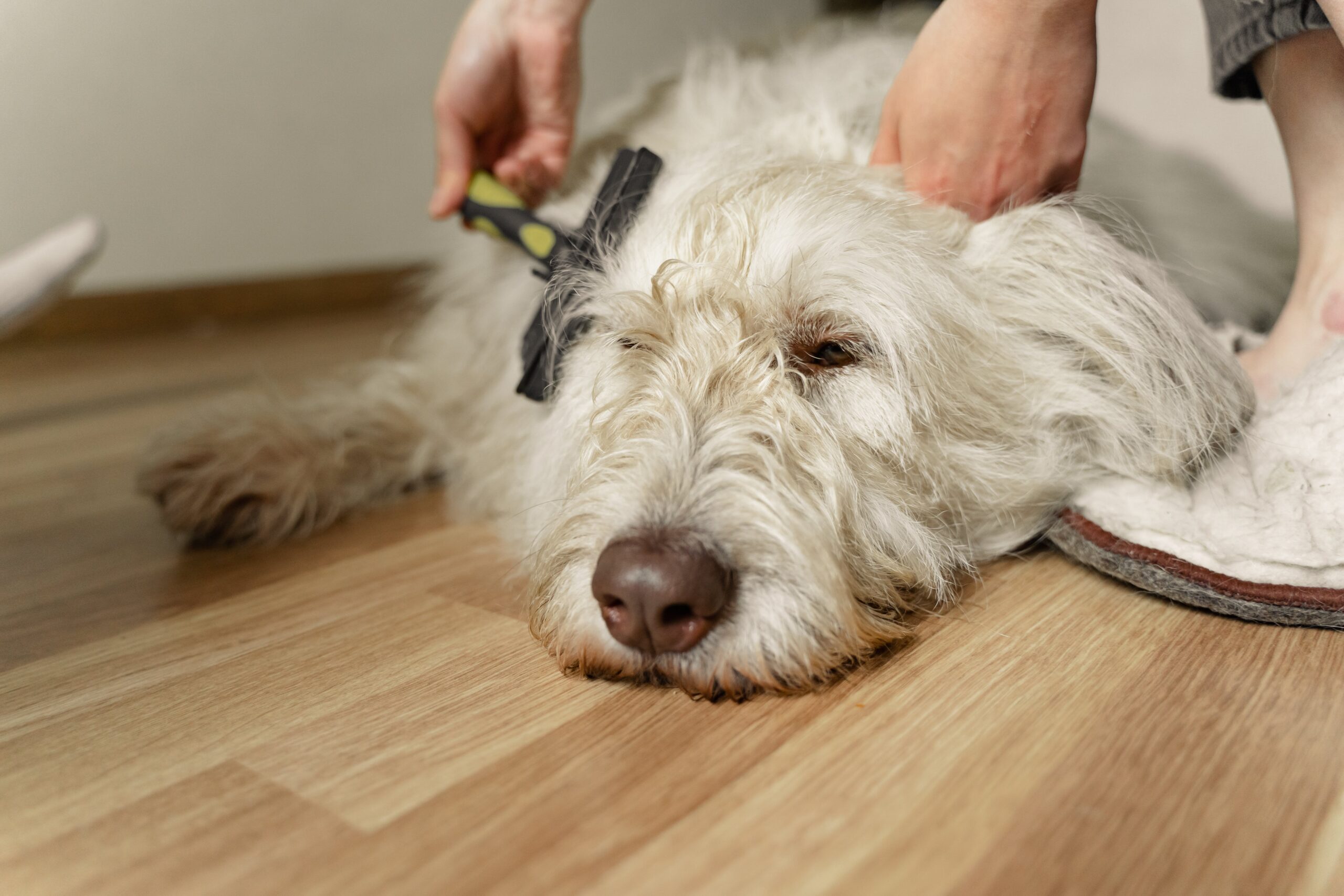 Untangling the Knots: The Negative Effects of Coat Matting in Pets