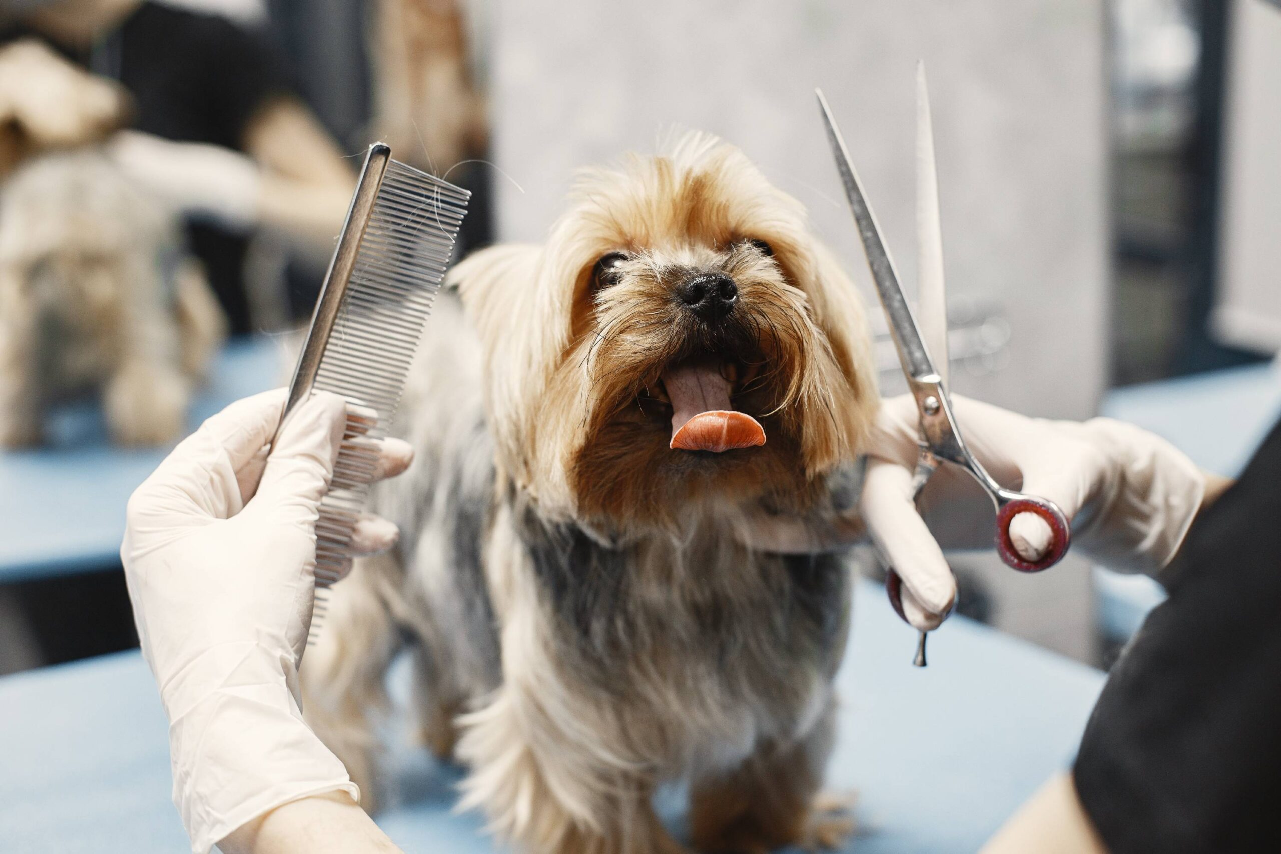 Pet Care and Grooming 101: Essential Tips for a Healthy, Happy Furry Friend