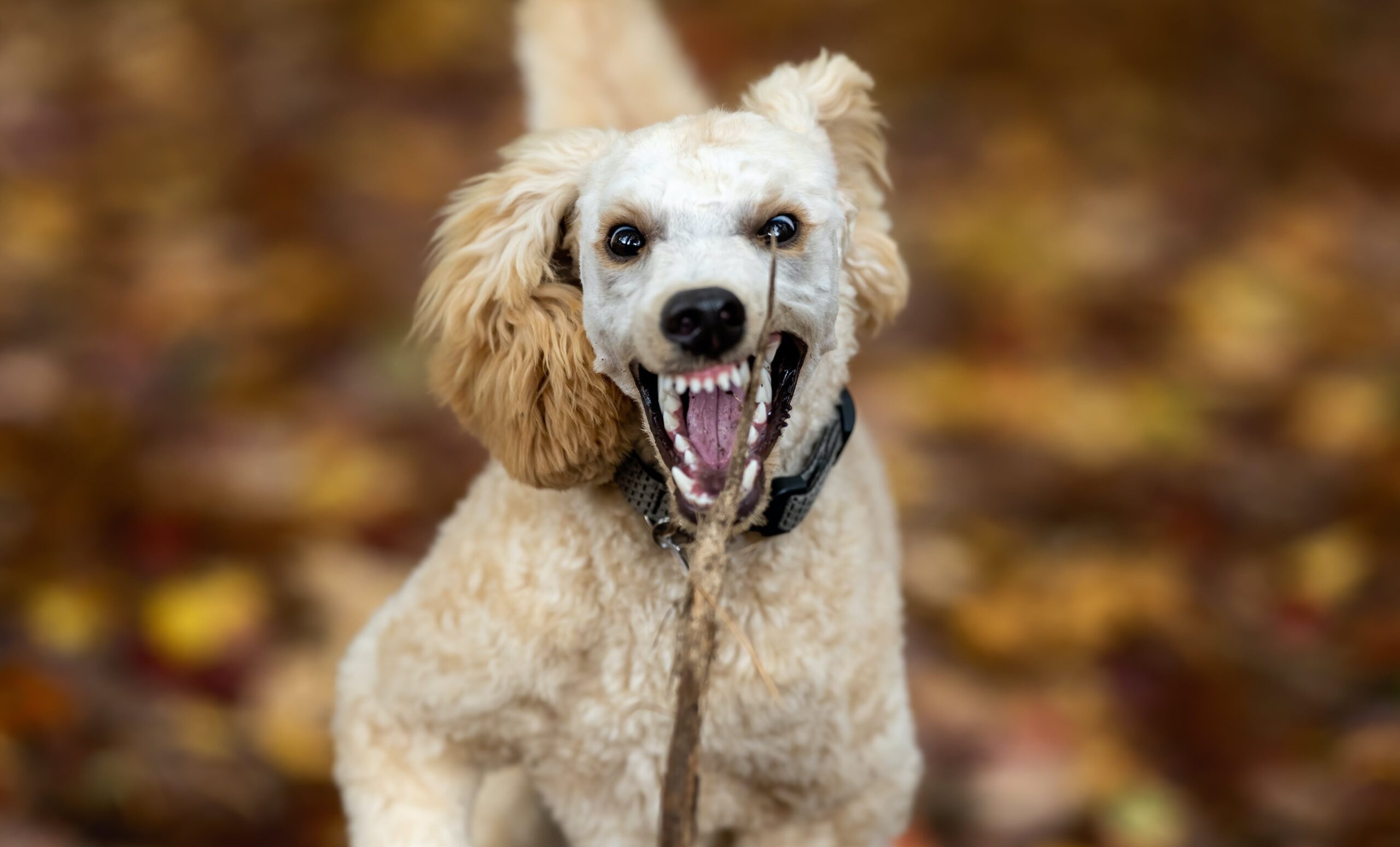 Understanding and Managing Pet Temperament Issues for Optimal Pet Health