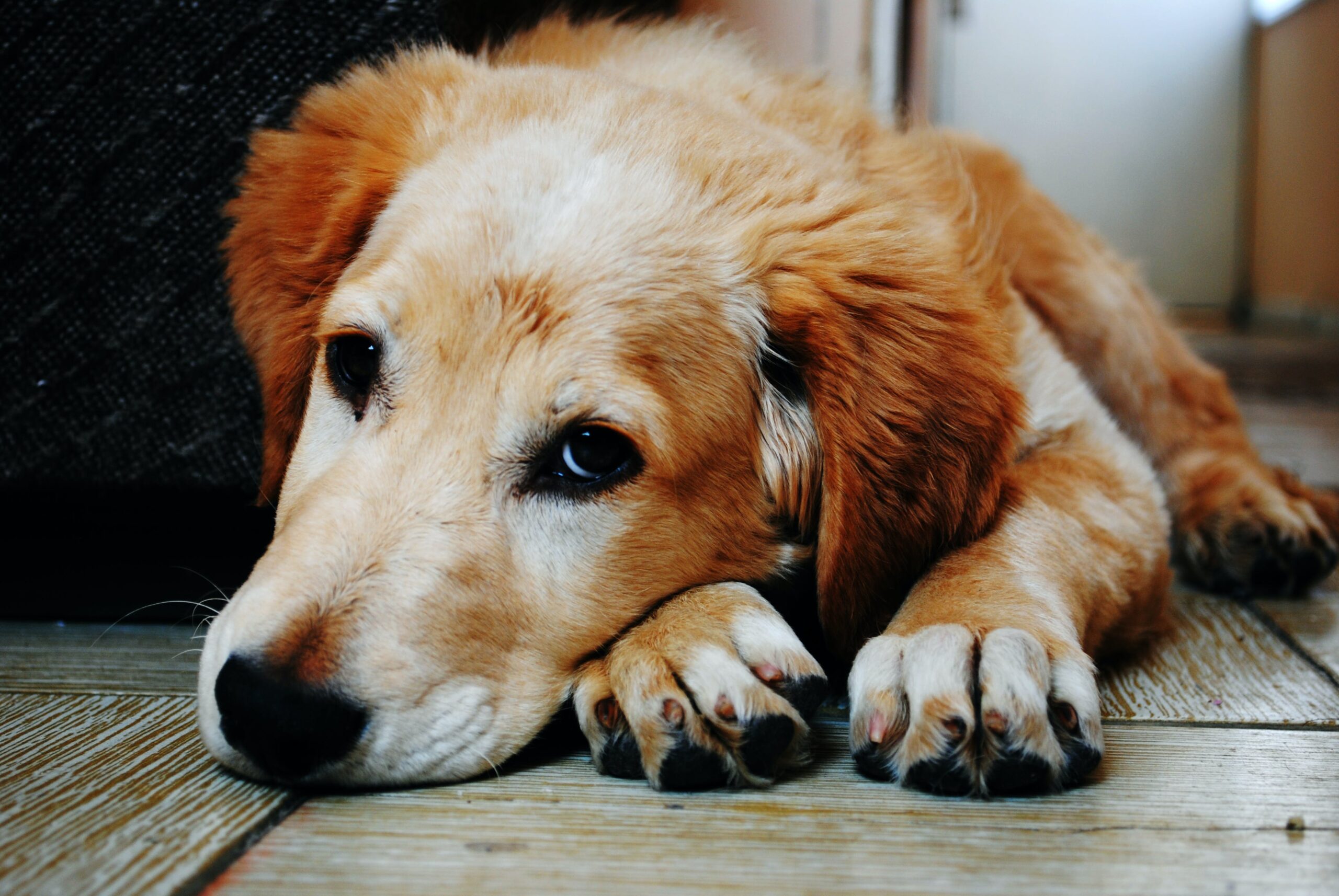 Pet Health Matters: Navigating Major Concerns and Proactive Care Tips