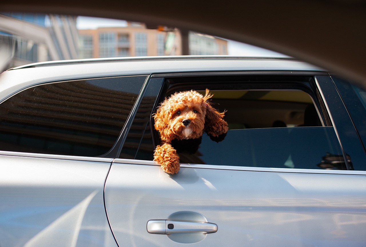 Car Safety When Traveling with Pets