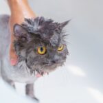 Cat Bathing and Hygiene