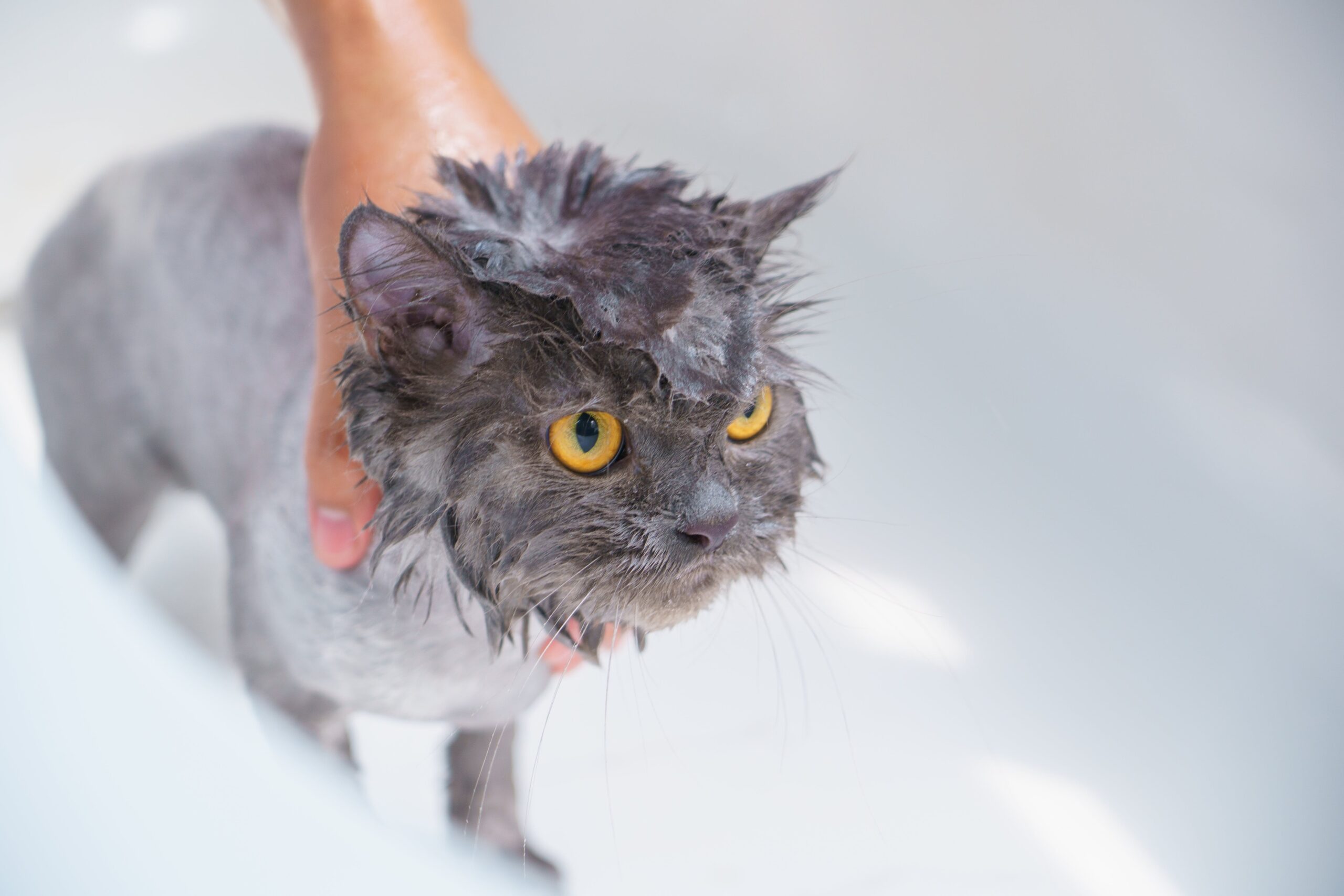 To Bathe or Not to Bathe: Unraveling the Mysteries of Cat Bathing and Hygiene
