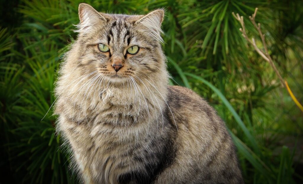 Cat Breeds - Siberian