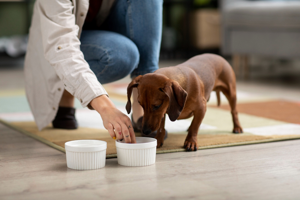 Nourishing Your Furry Friend: Your Guide to Choosing the Right Pet Food