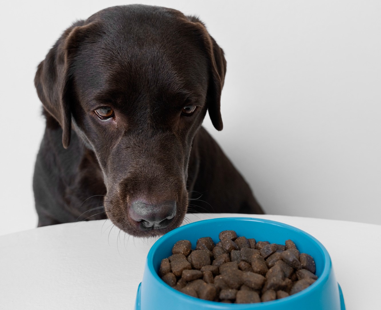 How to switch dog food brands safely