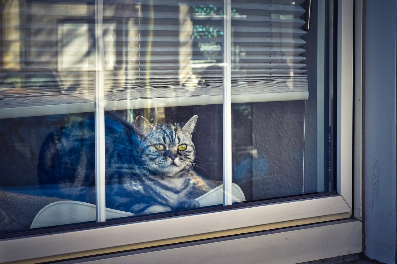 Indoor vs. Outdoor Cat Care: Navigating the Choices for Optimal Cat Care and Pet Health