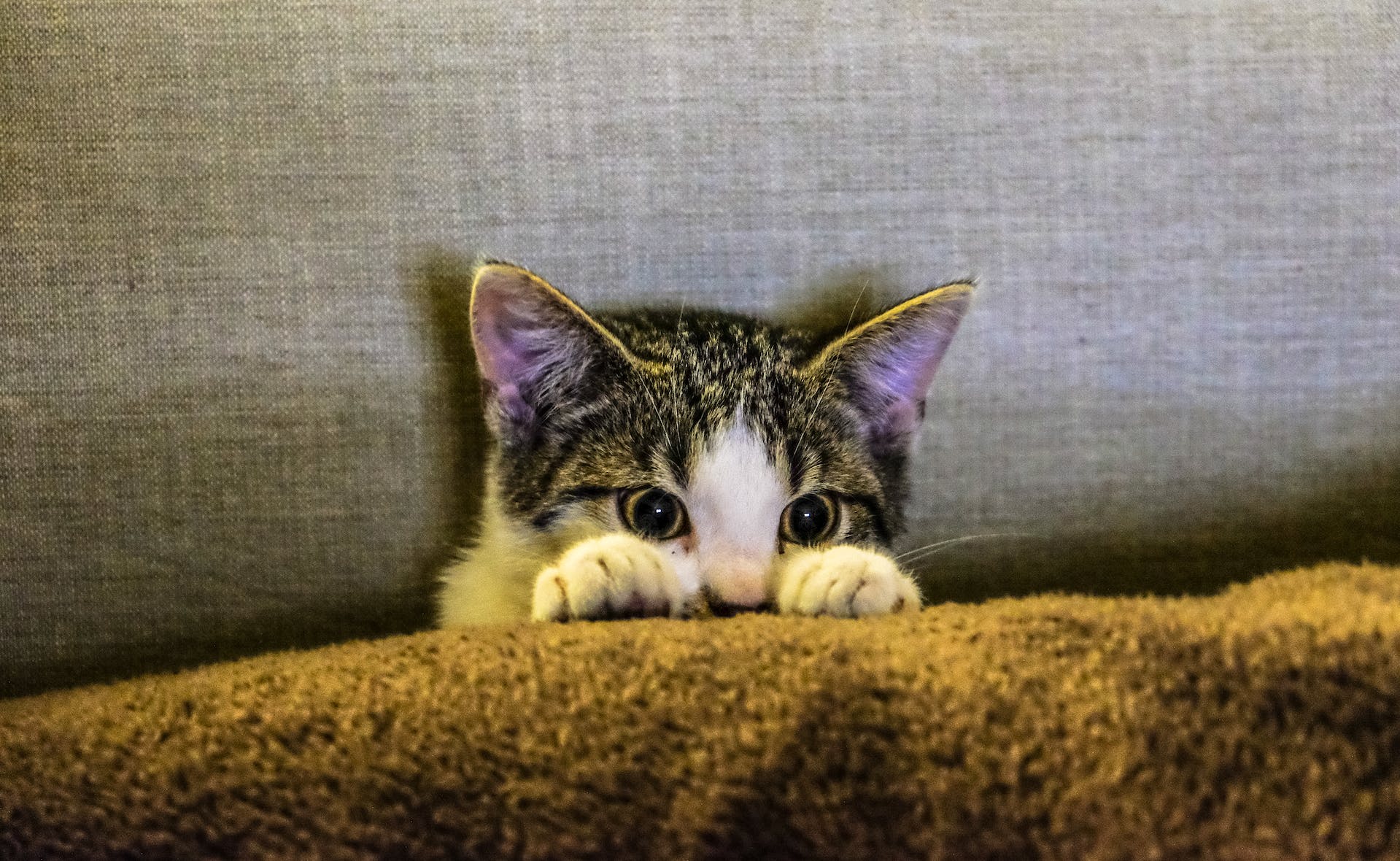 How to Introduce a New Cat to your Home: Tips and Tricks for the New Hooman
