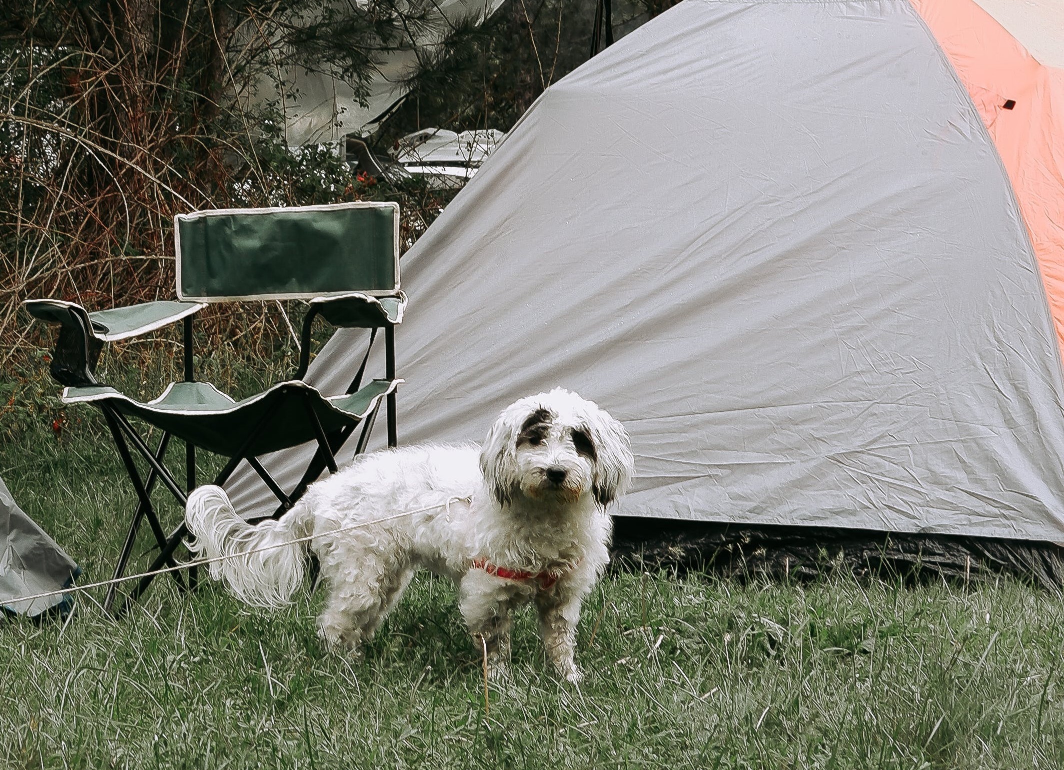 Pet-Friendly Camping Tips