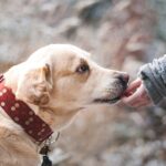 Pet Nutrition and Feeding During Travels