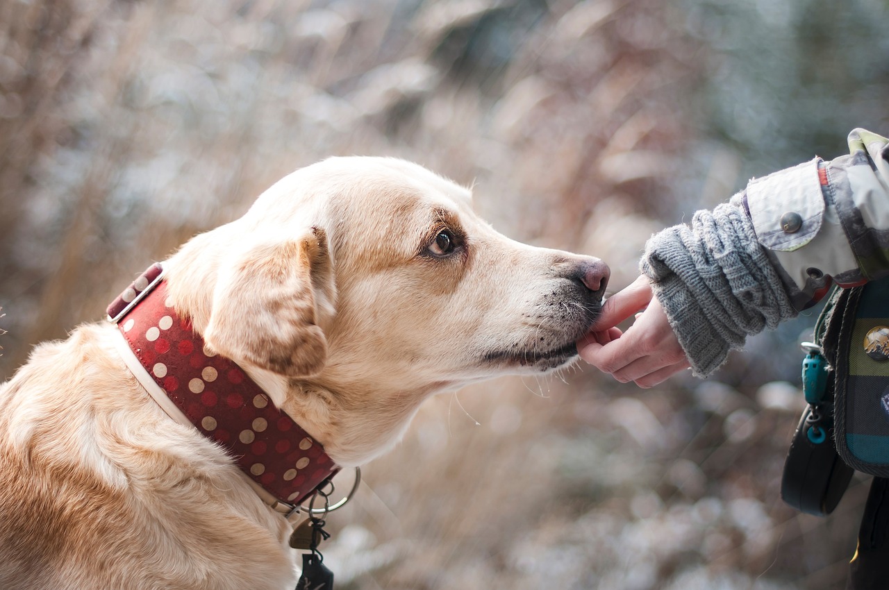 Pet Nutrition and Feeding When Traveling with Your Furry Companion