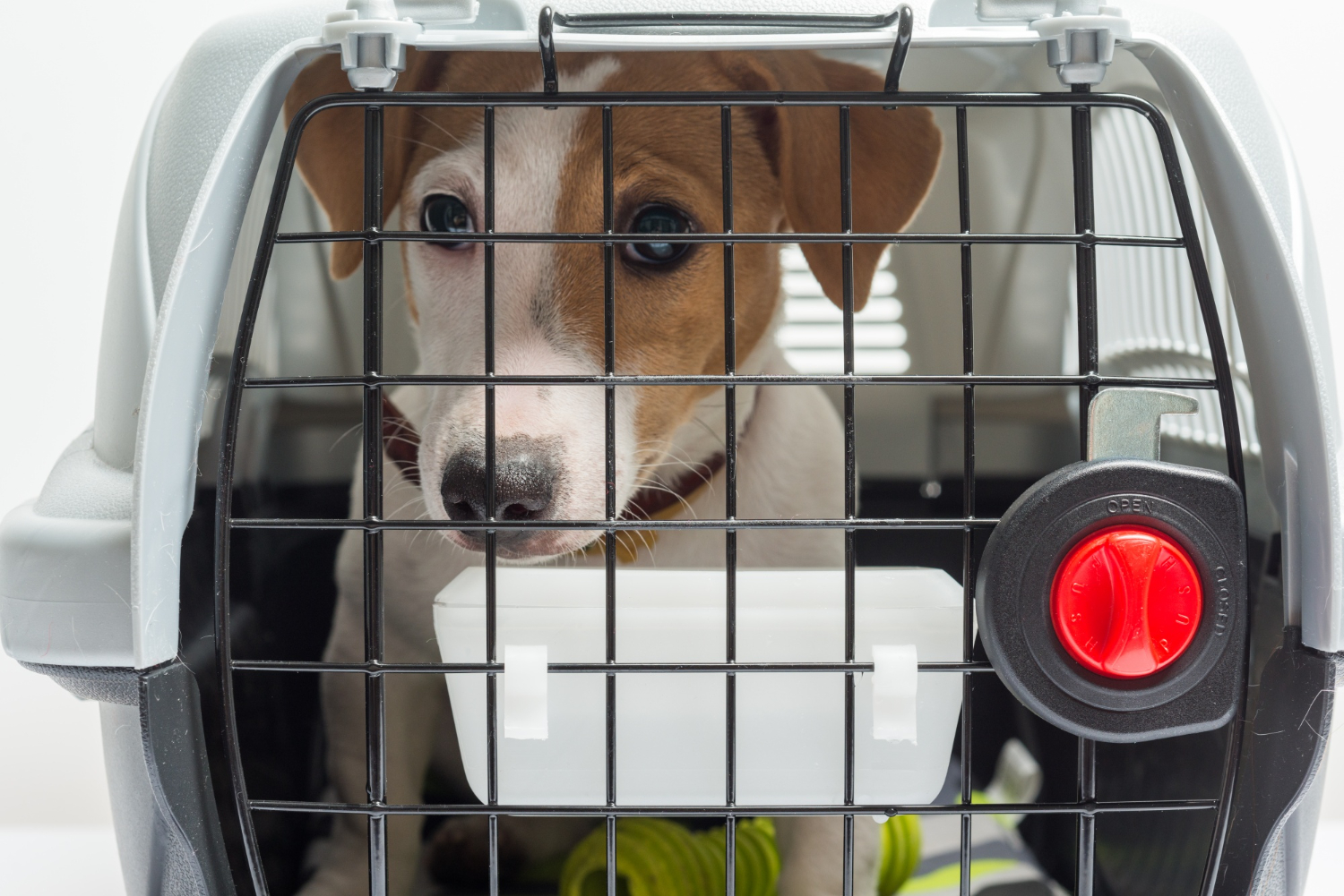 Navigating the Skies: A Comprehensive Guide to Pet Travel and Care During Air Journeys