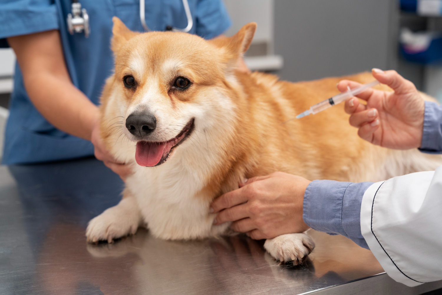 Understanding Pet Vaccinations: A Guide to Pet Care and Dog Health