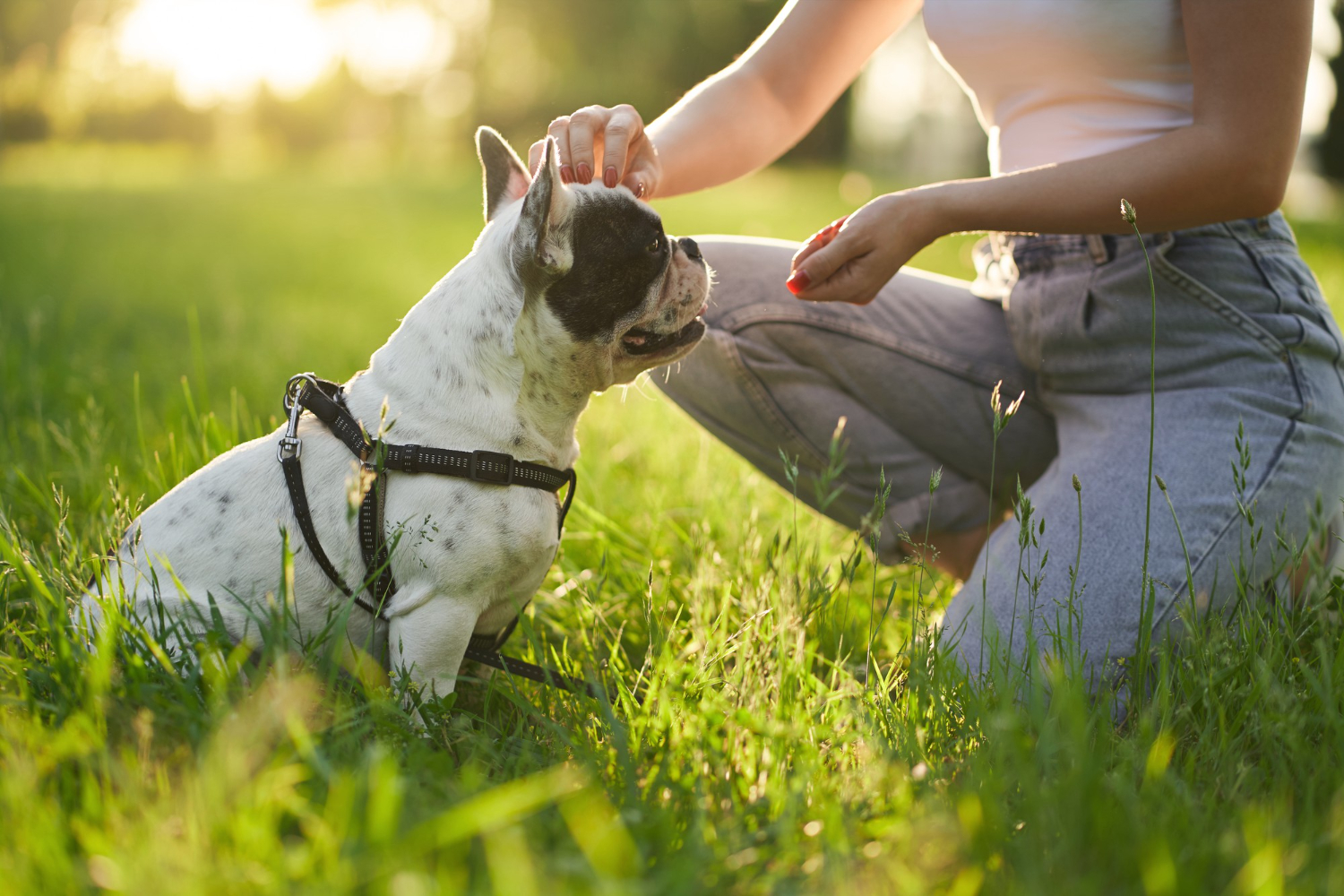 Unlocking the Potential: Comprehensive Puppy Training Techniques for Optimal Pet Care