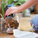 Puppy feeding schedule and portions