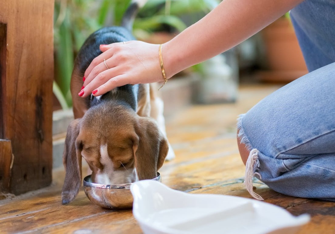 Nourishing Your Pup: A Guide to Puppy Feeding Schedule and Portions