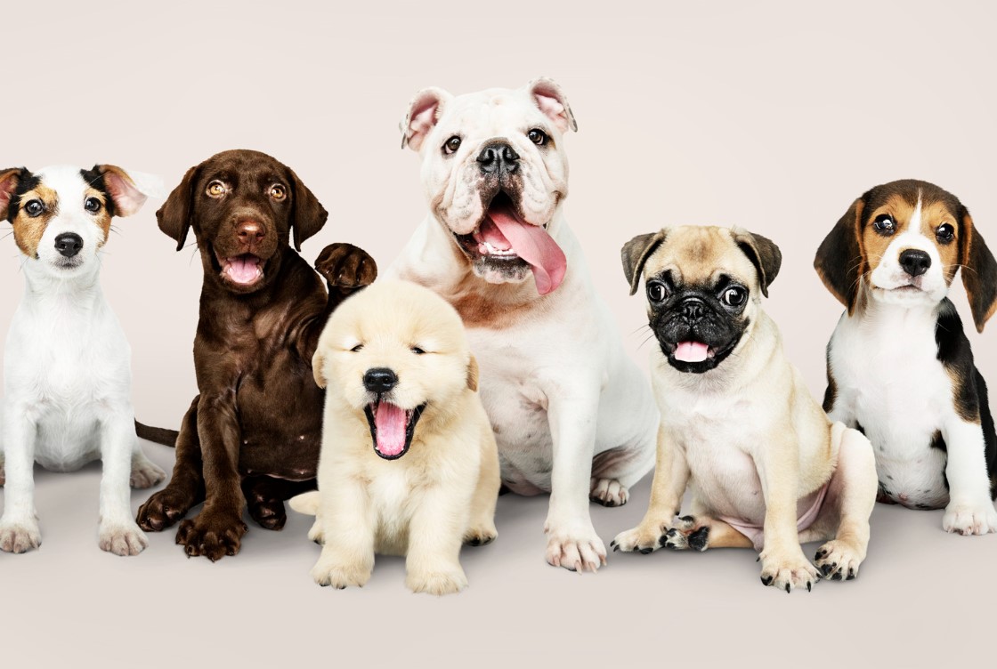 How Do You Socialize a Puppy?  The Crucial Role of Puppy Socialization