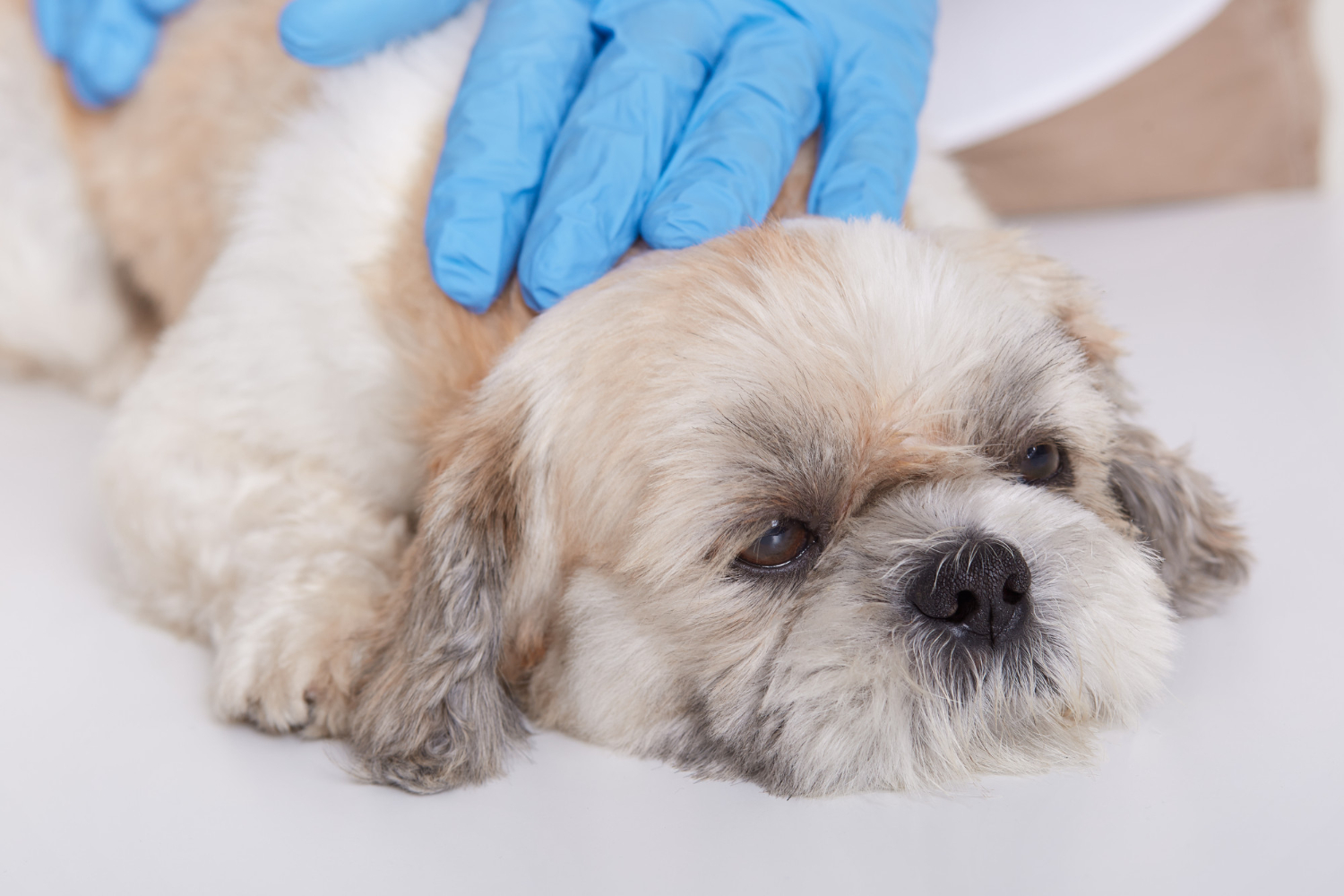 Recognizing signs of pet allergies