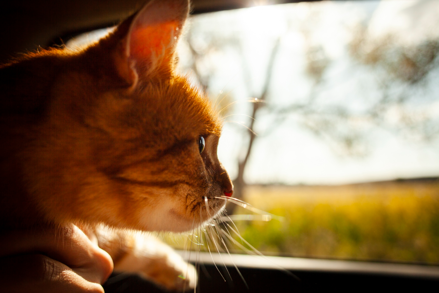 Road Trip Essentials for Traveling with Cats