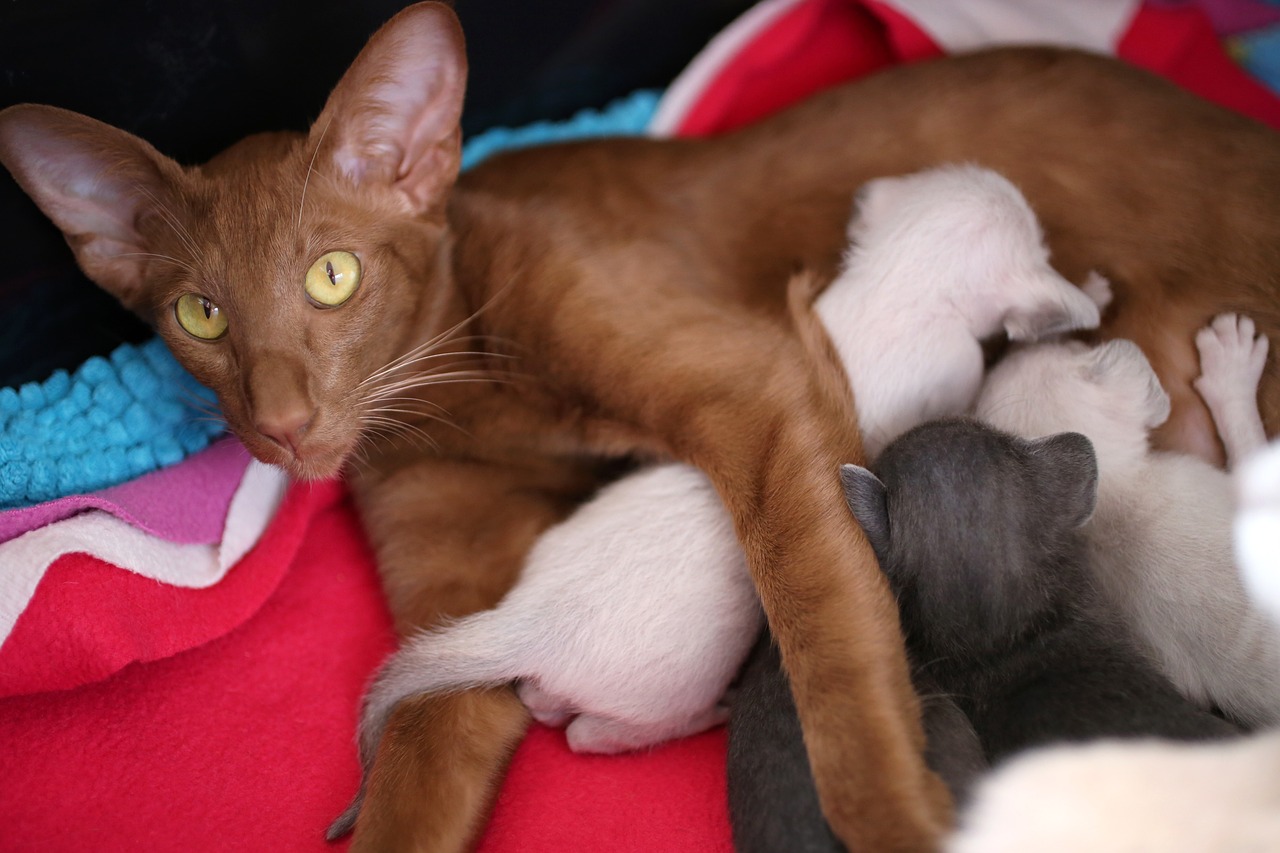 cat pregnancy, birth, and postnatal care