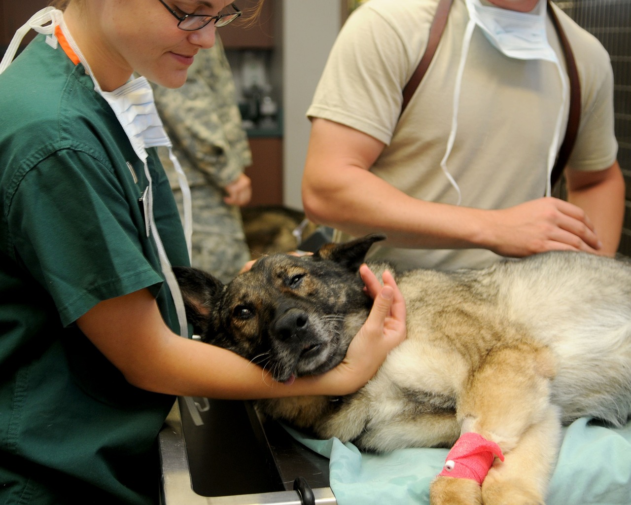 pet health - veterinary check ups