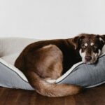 What is a care plan for a pet