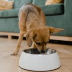 What is the healthiest food to feed your dog