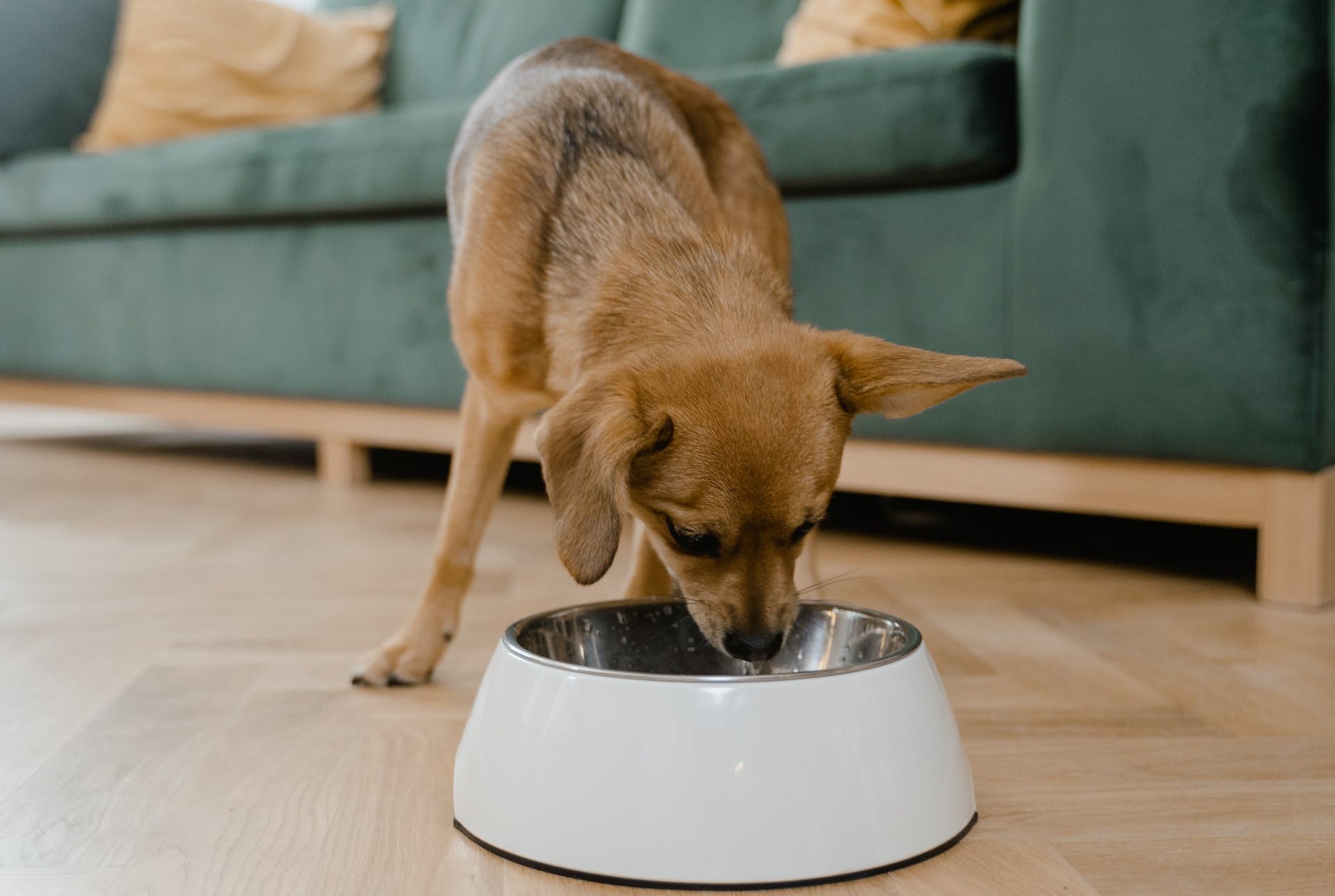 What is the Healthiest Food to Feed your Dog? A Holistic Guide to Canine Nutrition