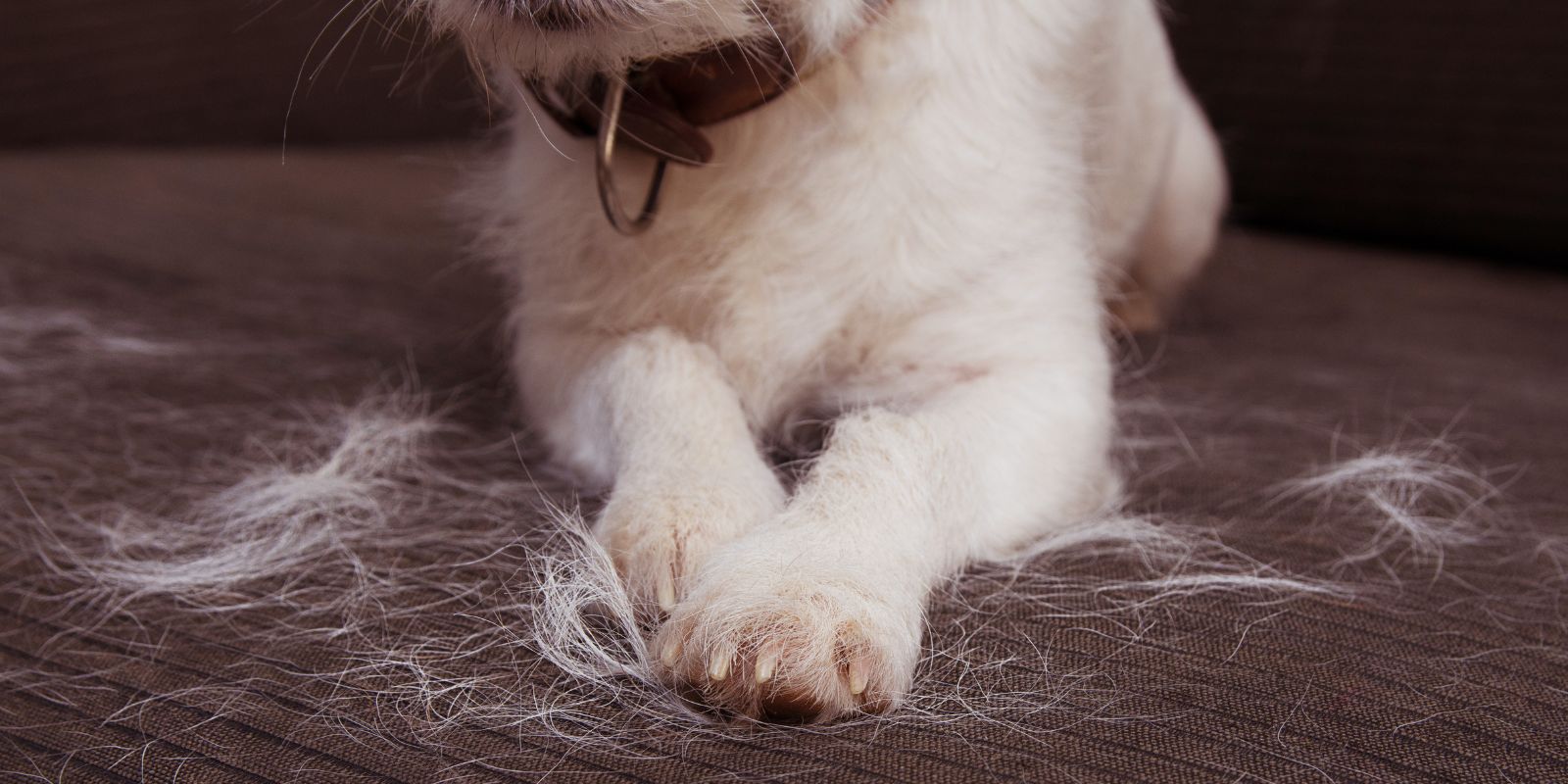 Pet Hair Woes: Dealing with Shedding, Hairballs, and Allergies